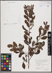 Foto von Salix aurita L.